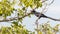 A watchful crow perched in a leafless branch, blue sky background