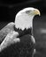 Watchful Eagle