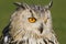 Watchful eagle owl