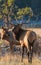 Watchful Elk Defending Herd