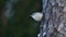 Watchful Eurasian nuthatch, Sitta europaea being upside down on a Pine tree bark