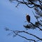 Watchful eye.  Bald headed eagle perched high in tree