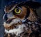 Watchful Eye of a Barred Owl