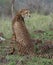 Watchful female cheetah