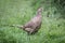 Watchful female pheasant