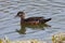 Watchful Female Wood Duck