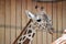 Watchful Giraffe