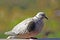 Watchful Gray Collard Dove in NM