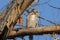 Watchful Great Horn Owlet