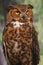 Watchful Great Horned Owl