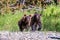 Watchful Grizzly bear siblings