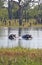 WATCHFUL HIPPOS IN A POOL