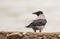 A watchful Hooded Crow