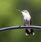 Watchful hummingbird