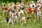 Watchful hunting dogs, hunter hounds, beagle dogs, beagle hounds waiting for hunt