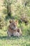 Watchful juvenile lion, panthera leo, in the afternoon sunshine of the Masai Mara, Kenya