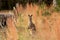 Watchful Kangaroo