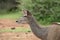 Watchful Kudu ewe Tragelaphus Strepsiceros, Pilanesberg Game Reserve, North West, South Africa.