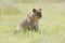 Watchful Lioness in African Savanna of Okavango Delta, Botswana