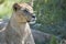 Watchful lioness in Botswana, Africa, lion alert, lioness alerting