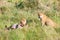 Watchful lioness watching out cub eating the pray in Serengeti, Tanzania, Africa, lion alert, lioness alerting