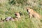 Watchful lioness watching out feeding of cub in Serengeti, Tanzania, Africa, lion alert, lioness alerting