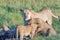 Watchful lioness watching out feeding of cubs in Serengeti, Tanzania, Africa, lion alert, lioness alerting