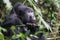 Watchful looking gorilla sitting in tree of mountain jungle in Uganda