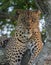 Watchful Male leopard sitting on a tree Masai Mara National Park