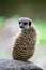 Watchful meerkat