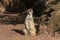 Watchful meerkat