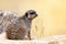 Watchful meerkat keeps a lookout. This small creature lives in packs and is indigenous to Southern Africa