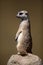 Watchful meerkat standing guard