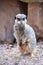 A watchful meerkats