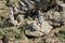 Watchful meerkats family standing guard