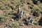 Watchful meerkats family standing guard