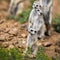 Watchful meerkats standing guard