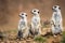 Watchful meerkats standing guard