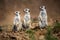 Watchful meerkats standing guard