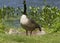 Watchful Mother Goose