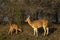 Watchful mother spotted deer or chital or axis deer with her little fawn in wild forest of india asia