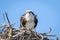 Watchful Osprey in a Florida nest