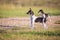 Watchful Rat Terrier puppies