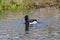 Watchful Ring-necked Duck