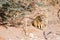 Watchful Southern African weasel