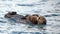 Watchful and wary sea otter mother holding baby on stomach while swimming in Pacific ocean