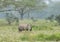 Watchful White Rhino at lake Nakuru