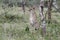 Watchful Wild Cheetah Acinonyx jubatus on the Serengeti