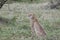 Watchful Wild Cheetah Acinonyx jubatus on the Serengeti