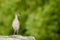 Watchful Willet taking a breather